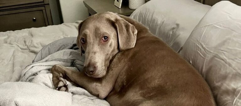 Pet Health Spotlight