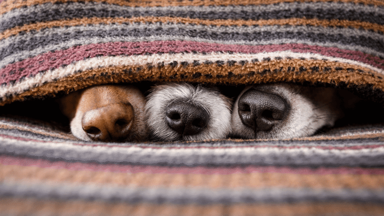 fear free veterinary visit