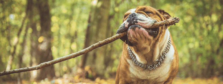 Keeping Your Pup Fit and Fabulous in Vegas