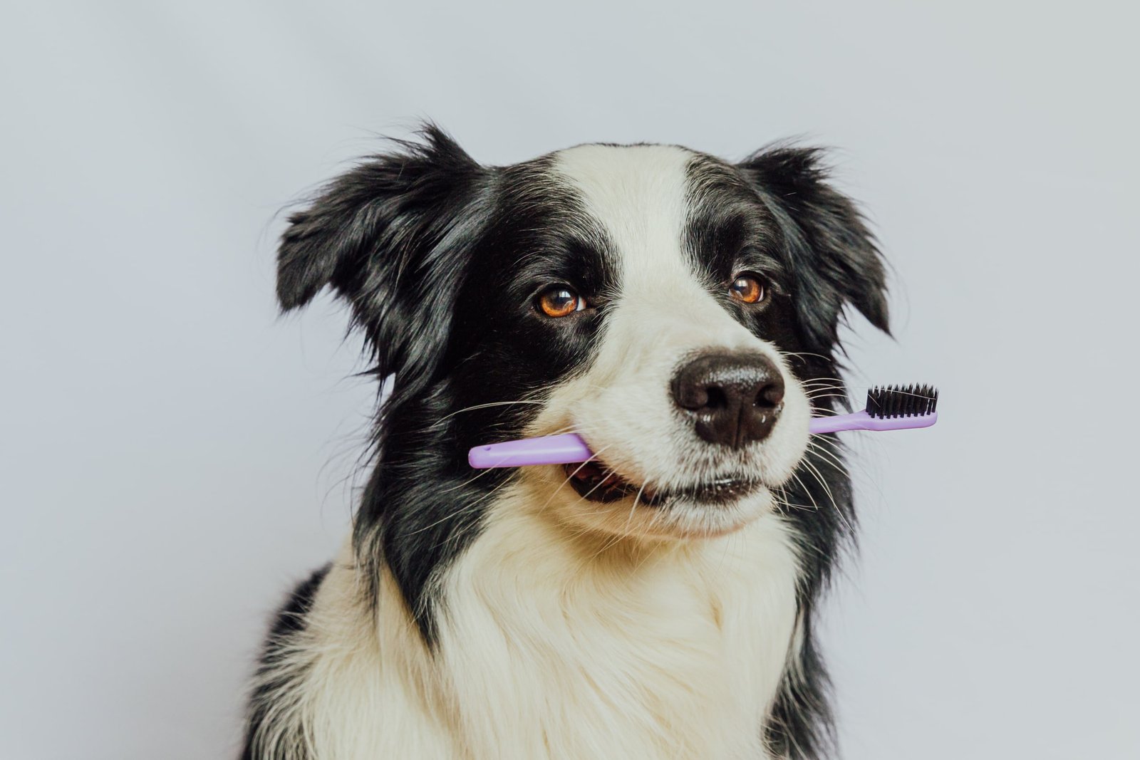 Cute smart funny puppy dog
