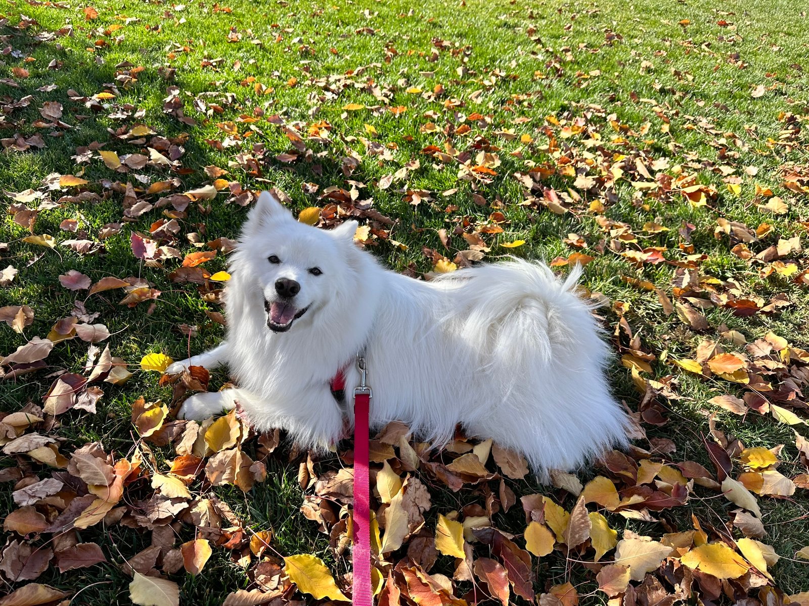 Kovu