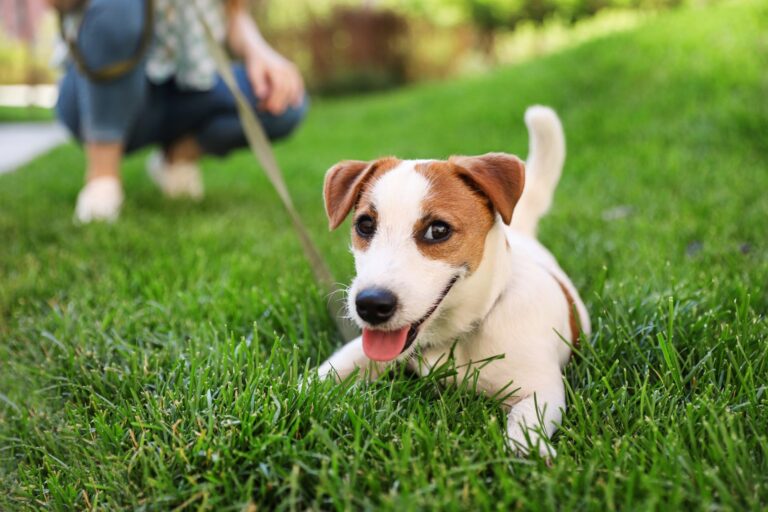 Spring into Action: Battling Atopic Dermatitis (Allergies) with a Spring in Your Step!